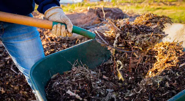 Photo of Using a pitchfork to add wood chips and shredded brush to a no-dig raised bed for permaculture gardening