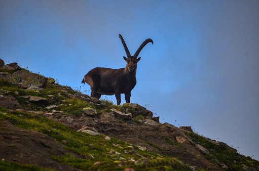 ibex de montaña en los Alpes suizos photo
