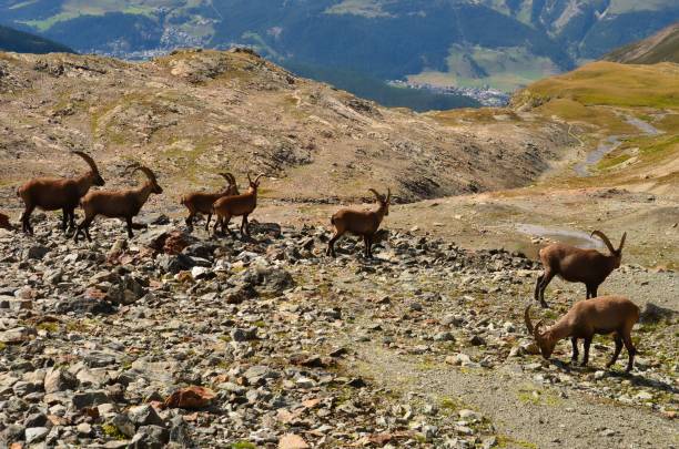 istock mountain ibex in the swiss alps 1286846720