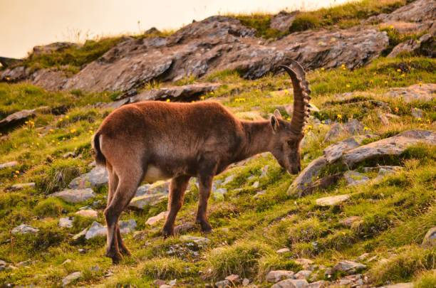 istock mountain ibex in the swiss alps 1286846721