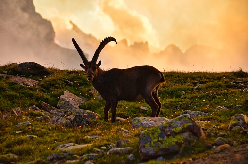 ibex de montaña en los Alpes suizos photo