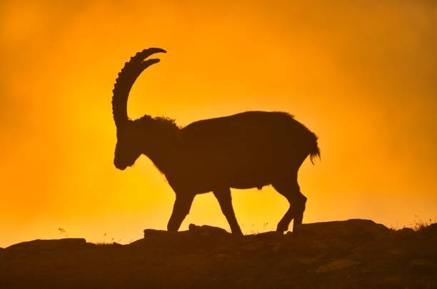 istock mountain ibex in the swiss alps 1286846738