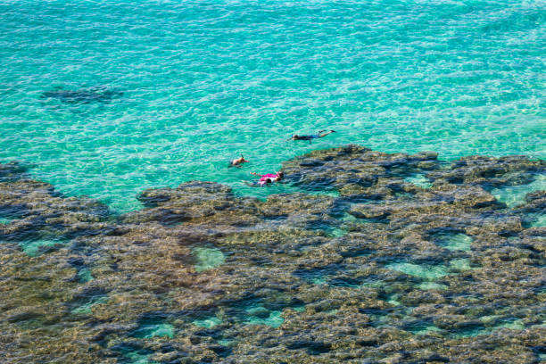 snorkeling en el borde del arrecife de coral, oahu, hawái - hanauma bay fotografías e imágenes de stock