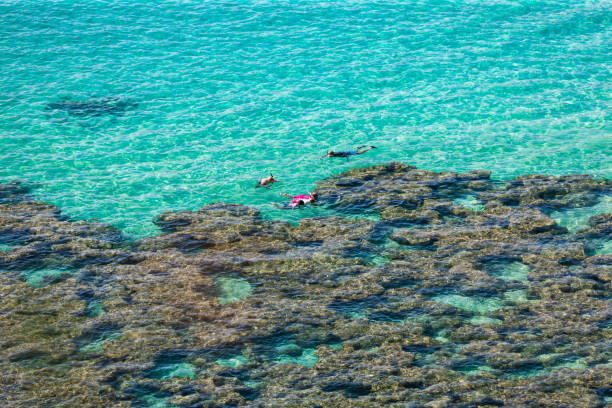 mergulho na borda do recife de coral, oahu, havaí - hanauma bay hawaii islands oahu bay - fotografias e filmes do acervo
