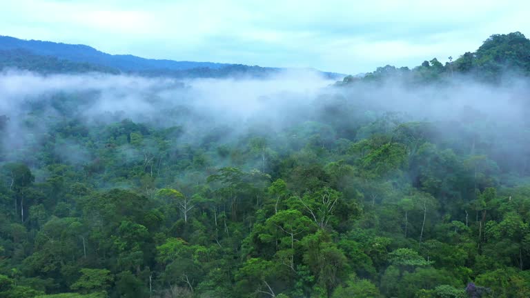 Aerial view, flying between the palms, trees en purple flowers in a tropical forest