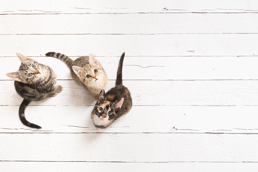 Three cute kittens looking up seen from a high angle view on a white wooden background with copy space