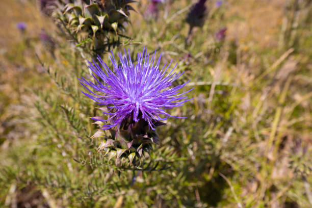 purple beautiful flower of thistle plant in countryside