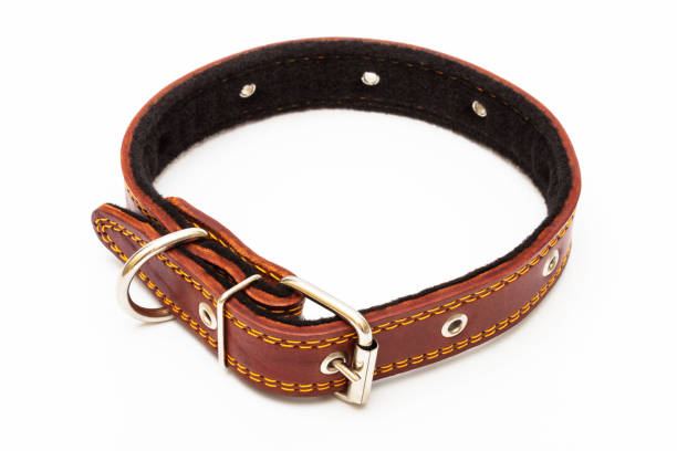 leather dog collar on a white background - aggression control clothing image type imagens e fotografias de stock