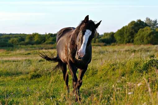 A brown horse standing on top of a lush green field