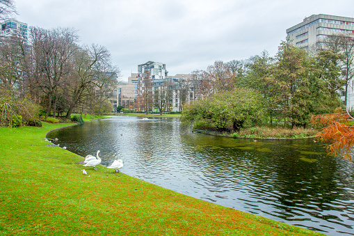 Amazing park next to the EU building in Brussels with a pond and white swans. Late autumn in Brussels( many trees naked. Orange colors of autumn in Brussels
