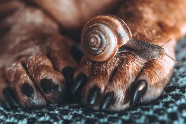 Photo of snail and dog. the snail grows on the brown paw of the animal. brown dog paws on a gray background. friendship of a dog and an insect. brown grape snail crawling on a dog