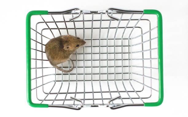 istock Interested Wood mouse (Apodemus sylvaticus) isolated on white background. This cute looking mouse is found across most of Europe and is a very common and widespread species 1286854285