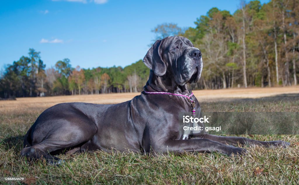 Purebred Great Dane lying on a field in autumn Great Dane purebred laying in a fall field Great Dane Stock Photo