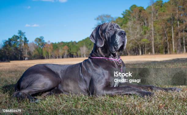 Purebred Great Dane Lying On A Field In Autumn Stock Photo - Download Image Now - Great Dane, Blue, Dog