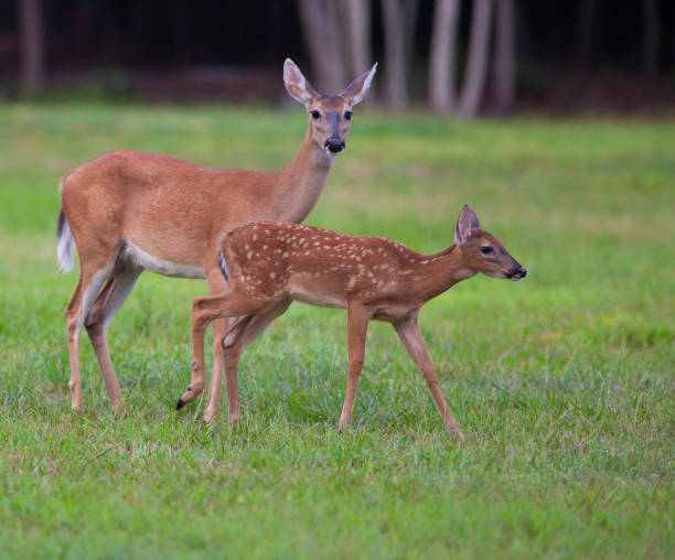 istock Deer fawn and its mom near Raeford NC 1286855708