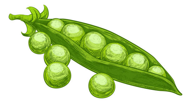 ilustrações de stock, clip art, desenhos animados e ícones de peas garden green sweet and pod vintage woodcut - green pea pea pod salad legume