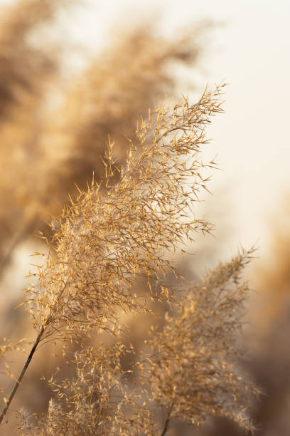 istock Golden reeds in the sunset 1286855889