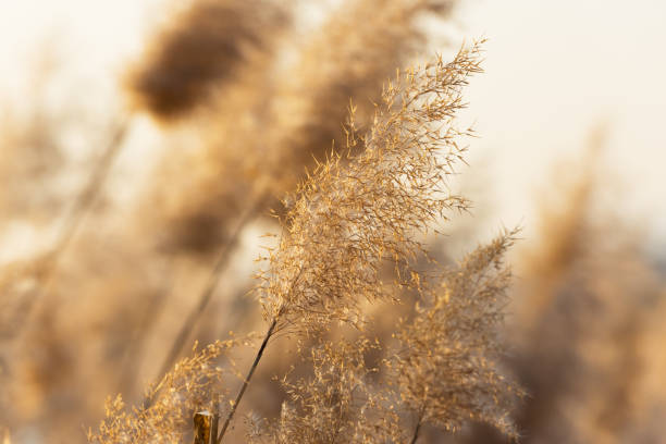 istock Golden reeds in the sunset 1286855910