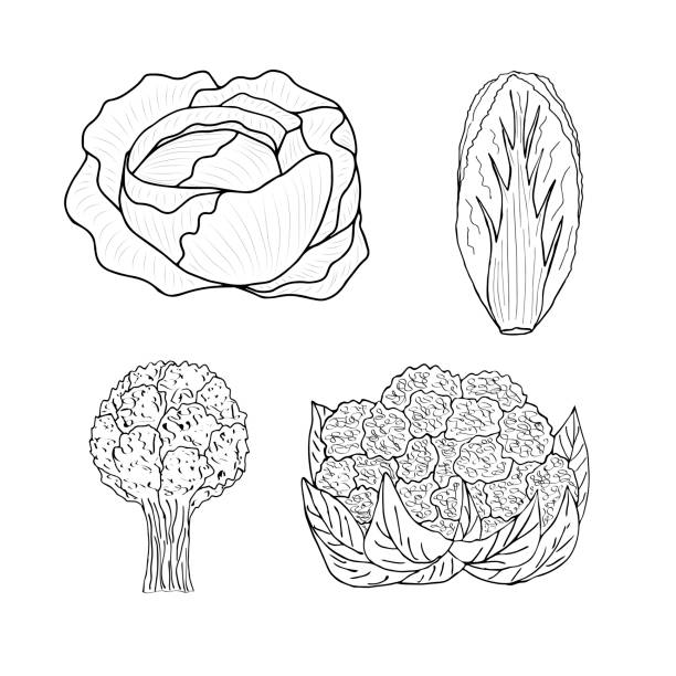 ilustraciones, imágenes clip art, dibujos animados e iconos de stock de col de pekín, coliflor, repollo blanco, inflorescencia de coliflor. - agriculture backgrounds cabbage close up