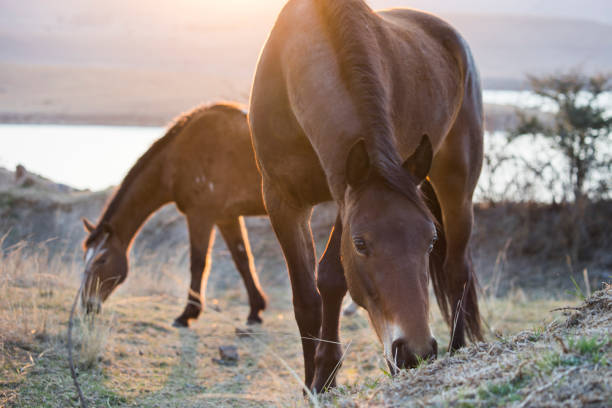 istock Horses peacefully grazing at sunset  close up 1286856147