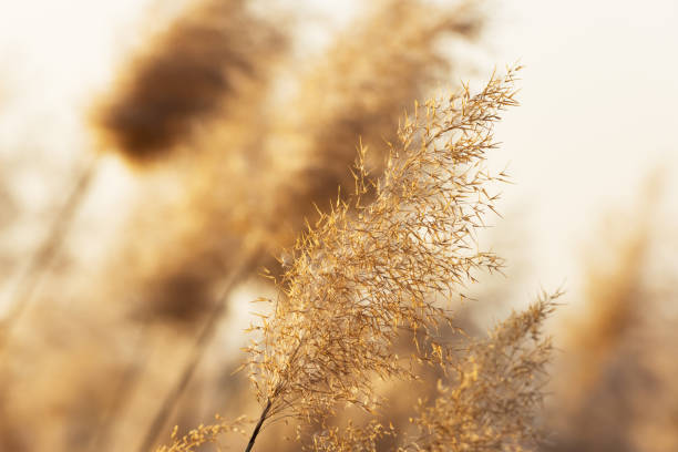 Golden reeds in the sunset