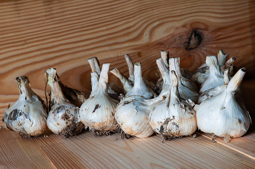 The garlic heads are kept in a wooden box. A popular vegetable crop among many peoples around the world, due to its pungent taste and characteristic smell.\nGarlic is widely used in medicine for its antiseptic effect.