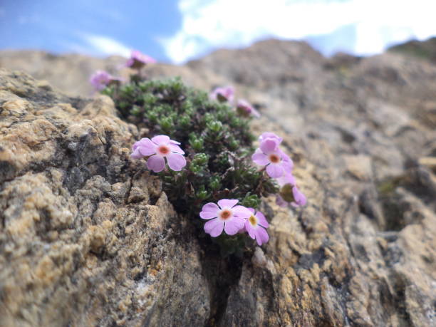 istock Violet flowers growing out of rocks! 1286857368