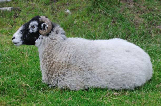 istock Irish animals and fauna. 1286858149