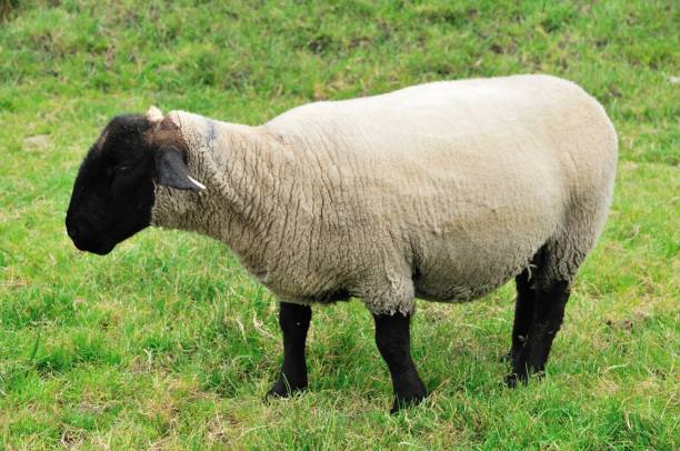 istock Irish animals and fauna. 1286858175