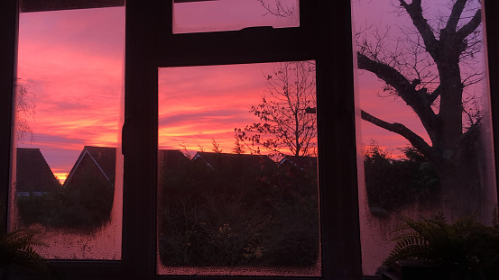 Stock photo showing a black tree silhouette of an oak (Quercus robur) seen at sunset / sunrise through a bedroom winndow. The tree is pictured against a dramatic pink, red and orange sunset / sunrise sky, towering above the distant rooftops.