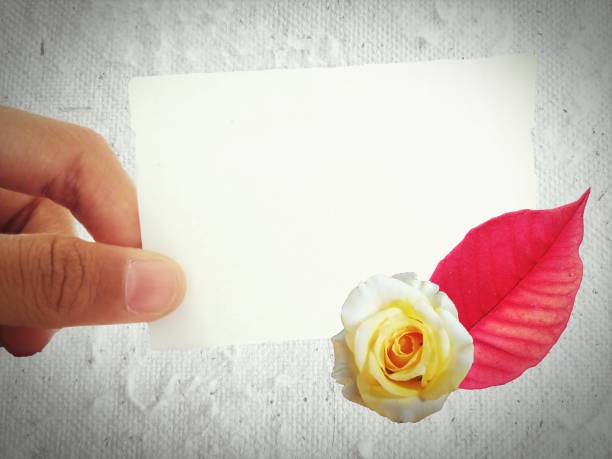 espace vide sur le fond blanc de papier, une feuille blanche de fixation de main avec une fleur jaune simple de rose et la lame rouge. - champagne wedding pink petal photos et images de collection