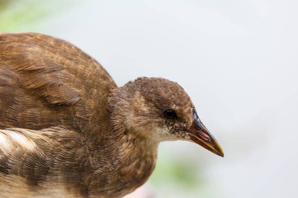 Small bird walking in the garden