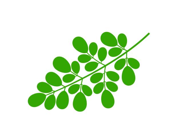 Moringa logo. Isolated moringa on white background EPS 10. Vector illustration moringa leaves stock illustrations