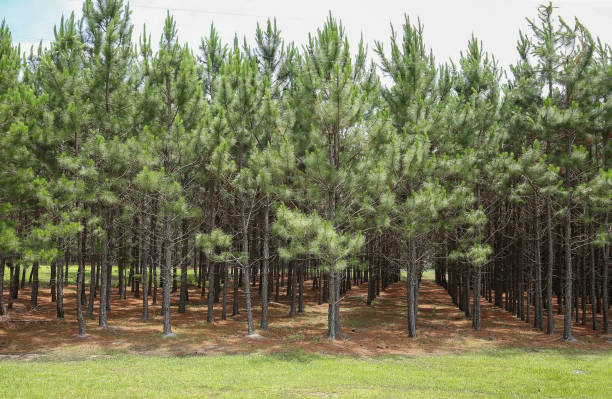 young pine trees - pine tree loblolly pine loblolly forest imagens e fotografias de stock