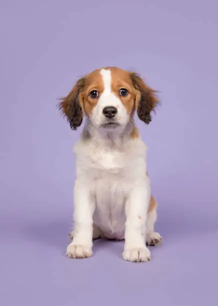Adorable kooikerhondje puppy sitting on a purple background