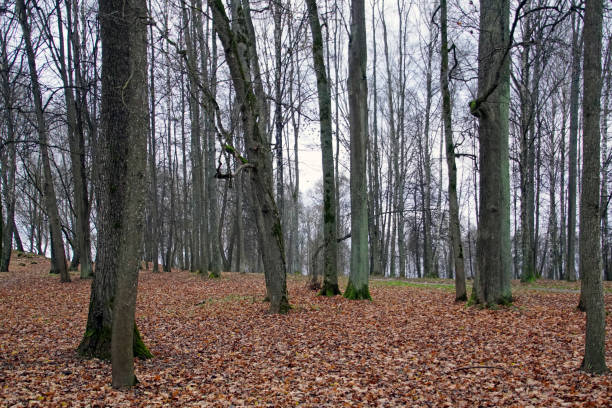istock Fall. Cloudy November. Nice view in the old park. Horizontal shot 1286862188