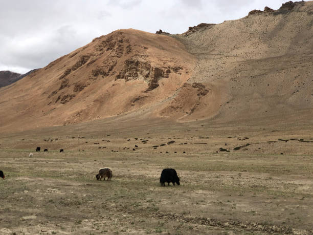 istock Beautiful Ladakh snowcapped mountain range 1286864188