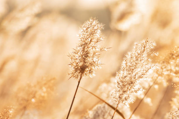 istock Golden reeds in the sunset 1286864610
