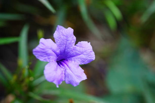 close-up purple ruellia tuberosa flower in green nature garden