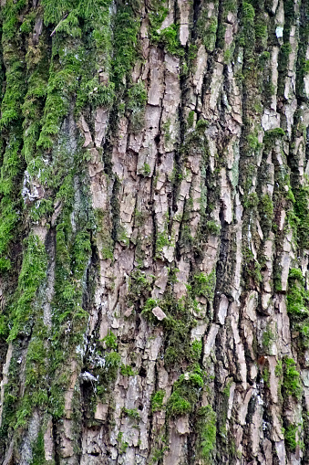 Fall. Cloudy November. maple bark texture. Tree trunk. Moss green