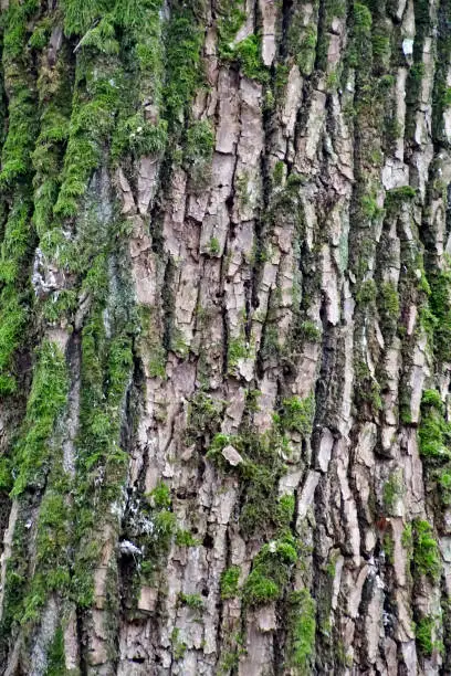 Photo of Fall. Cloudy November. maple bark texture. Tree trunk. Moss green
