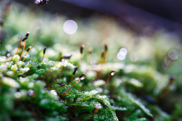 istock Green forest moss sporophytes macro texture, with rain drops on and blurred pastel purple bokeh background 1286865765