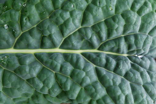 Italian tuscan palm kale dark green leaves texture close up, growing in the fall garden close up, fresh healthy food, diet and self sufficency gardening concept