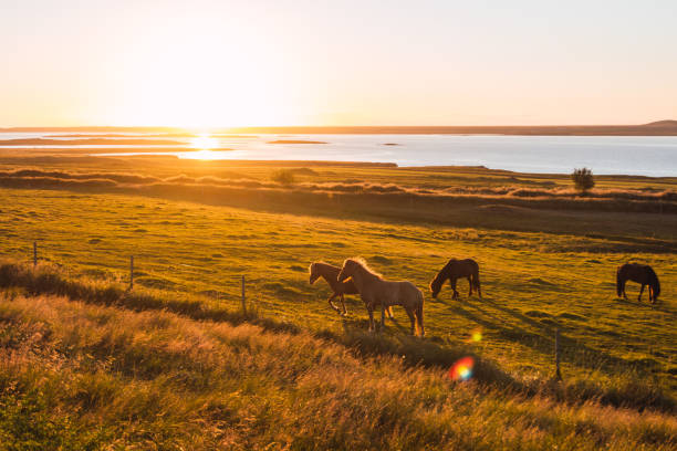 istock Wild horses at sunset in Iceland 1286865988