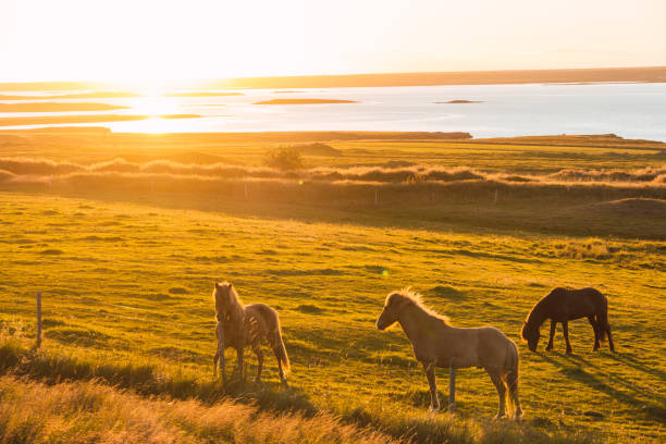 istock Wild horses at sunset in Iceland 1286866113