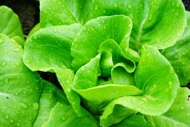istock Vegetable in organic farm 1286867134