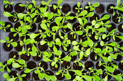 Close-up Small seedling in pot tray