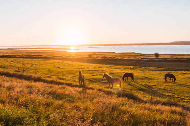 istock Wild horses at sunset in Iceland 1286867297