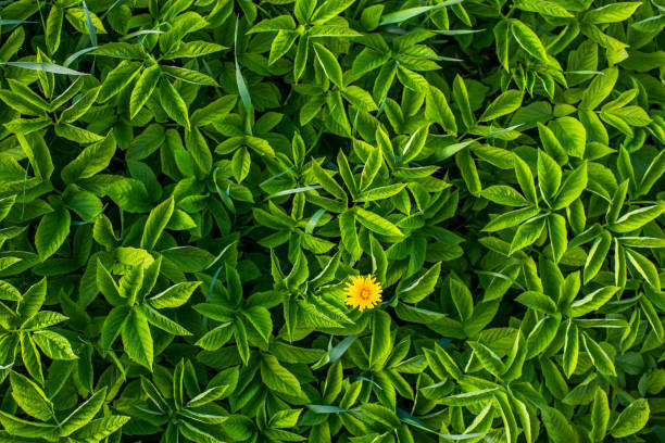 yellow dandelion in goutweed leaves flat background with selective focus