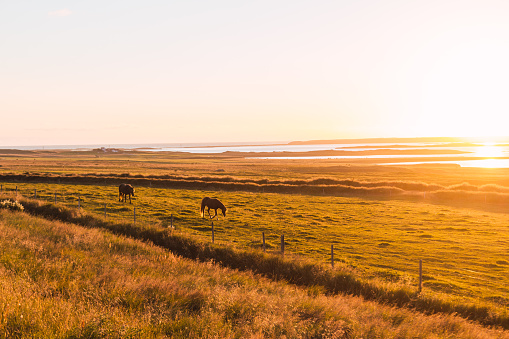 Sunset with wild horses in a meadow in Iceland and a river and sea in the background
